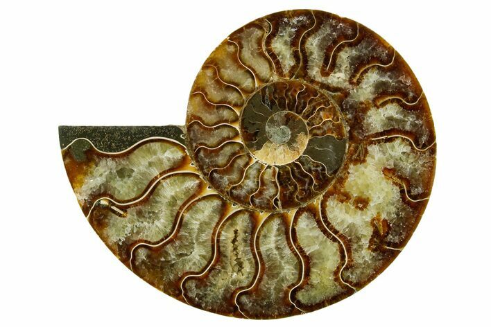 Cut & Polished Ammonite Fossil (Half) - Madagascar #362371